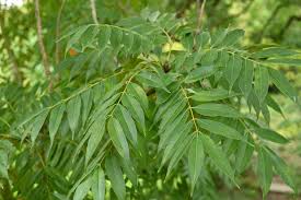 庭木図鑑 植木ペディア