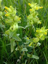 Image result for Rhinacanthus xerophilus