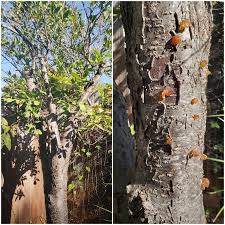 Full tree showing healthy and wilted limbs plum spurs plum poisoning in dogs. Southern California Our Plum Tree Is Expelling Sap Is This Normal Gardening Garden Diy Home F Plum Tree Vegetable Garden For Beginners Amazing Gardens