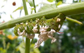 Tomato hornworms, armyworms, cutworms, and loopers are all different types of worms that eat tomato plants. How Baby Wasps Can Save Your Tomatoes