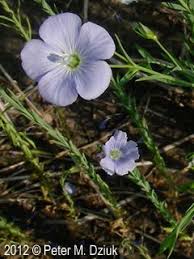 Image result for Linum usitatissimum