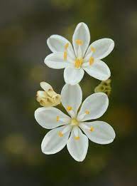 Milkmaids Beautiful Flowers Flowers Nature Amazing Flowers