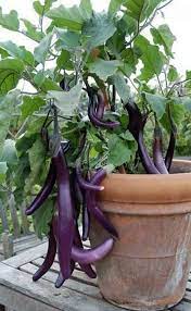How To Grow An Eggplant In A Pot Aubergine Care Balcony Garden Web
