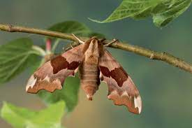 Voilà un livre volatil et pâle comme un papillon de nuit. Les Sphinx Des Papillons De Nuit Hors Du Commun En Details La Salamandre