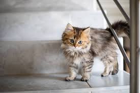 Chinchilla Kedi Cinsi Ozellikleri Ve Bakimi Miyavliyo