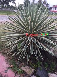 Image result for Coleus sessilifolius