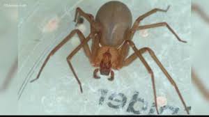 How to identify & control brown recluse spiders. What You Need To Know About Venomous Brown Recluse Spiders 11alive Com