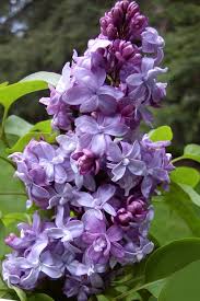 Image result for Nemesia lilacina