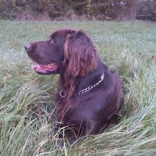 Image result for německý ohař dlouhosrstý