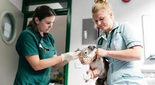 How To Become A Vet - Everything You Need To Know - Pertapis