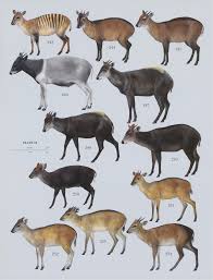 Image result for Hugonia platysepala