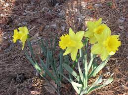 Care Of Daffodils Planting Daffodils In The Garden Daffodils Planting Garden Care Spring Garden