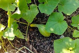 Leaf yellowing is a common sign of overwatering. Cucumbers Turning Yellow Garden Problems Are They Safe To Eat