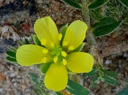 Image result for Zygophyllaceae