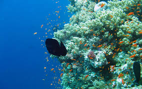 We did not find results for: Free Download Underwater Photography Images Underwater Hd Wallpaper And 1920x1200 For Your Desktop Mobile Tablet Explore 71 Under Water Wallpaper Ocean Wallpapers Underwater Wallpapers High Definition Underwater Wallpaper Murals