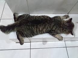 10 Foto Nyebelin Kucing Lagi Rebahan Nggak Bisa Dibantah Kalau Mereka Binatang Paling Mager Di 2020 Kucing Binatang Anak Kucing