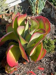 Image result for kalanchoe thyrsiflora