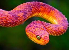 Very Poisonous Very Beautiful African Bush Viper Pretty Snakes African Bush Viper Nature Animals