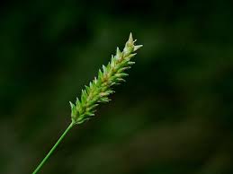 Image result for Sacciolepis indica