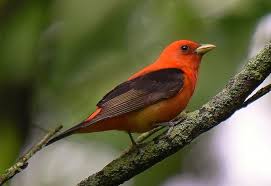 Birds Of Central Illinois Scarlet Tanager In Lake County Illinois Photo By John Edmondson Scarlet Tanager Nature Birds Lake County