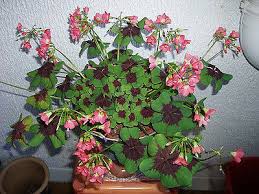 Oxalis iron cross, also known as the good luck plant, really. 2 Oxalis Deppei Iron Cross Flowering Size Bulbs Good Luck Plant By The Pond 2 90 Picclick