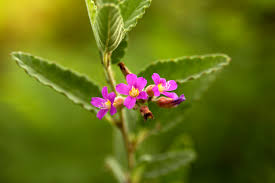 Image result for Melochia