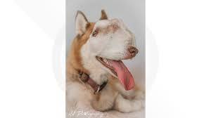 Meet adoptable cats and kittens from your community, lovingly cared for right here at your. She Had The Life Left In Her Rescue Turns Dog With Untreatable Tumor Into Internet Star Wfaa Com