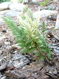 Image result for Cheilanthes involuta