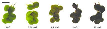 Salvinia auriculata is a floating aquatic fern ideal for decorating fish and shrimp tanks. Plants Of Salvinia Auriculata Aubl Exposed To Cu The Horizontal Bar Download Scientific Diagram