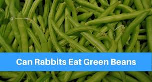 Most cats seem to have the habit of nibbling on these leaves but is this safe or not to do so? Can Rabbits Eat Green Beans Petsolino