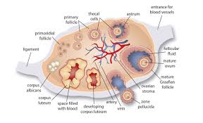 Brief description of the function of each of these labeled organs is. Ovary Diagram Anatomy Ovaries Ovarian Follicle Anatomy