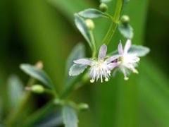 Image result for Scoparia dulcis
