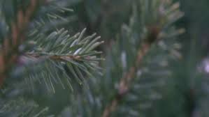 $30 target giftcard when you spend $100 or more on select baby diapers and wipes. Local Scout Group To Pick Up Christmas Trees Following The Holidays Khqa