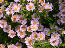 Flori de toamna in culori la preturi de sarbatori! Aster Flori De ToamnÄƒ Eu Si Gradina