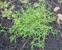 Image result for Digitaria eylesii