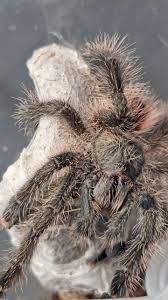 Image result for Centema subfusca