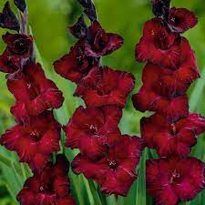 Download Free Tubers Gladiolus Flowers Picture Images Background Gladiolus Flower Bulb Flowers Gladiolus
