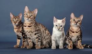 We take great pride in our breeding programs and the development of their personality! Bengal Cat Breed Information