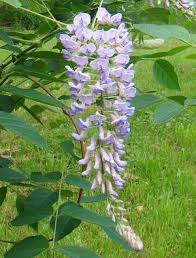 Image result for Wisteria