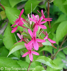 Image result for x Ruttyruspolia 'Phyllis van Heerden'