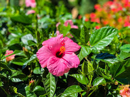 Retail is one of the top industries in the world, employing over 15 million people in the u.s, alone. Buying Plants In Orlando Lemonhearted