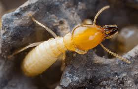 Where does preventative responsibility lie? Termite Control Safezone Pest Control Llc