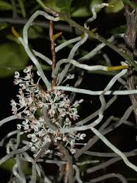 Image result for Solenangis