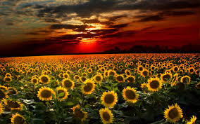 Sunflower clipart sunflower png sunflower images garden borders background images greenery clip art herbs texture. Awesome Sunset Sunflower Field High Res Pics Wallpaper Flowers Wallpaper Better