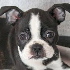 Boston terriers are a joy to own! Teacup Boston Terrier For Sale Petfinder
