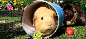 Chewy.com has been visited by 100k+ users in the past month Guinea Pig Supplements Vitamins What Do You Need To Know The Omlet Blog