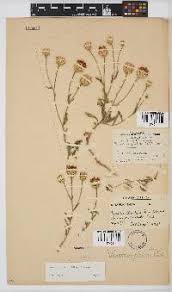 Image result for Kotschya strobilantha