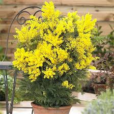 Image result for Acacia dealbata