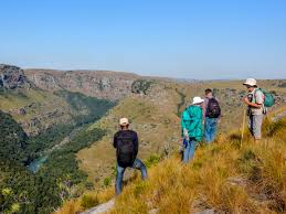 Image result for Trichocladus ellipticus