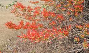 Image result for Combretum paniculatum